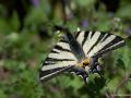 Iphiclides podalirius (Erik Kırlangıçkuyruğu)